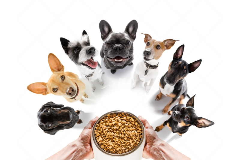 The Complete Guide to Canine Nutrition: Tailoring Diet to Age and Stage